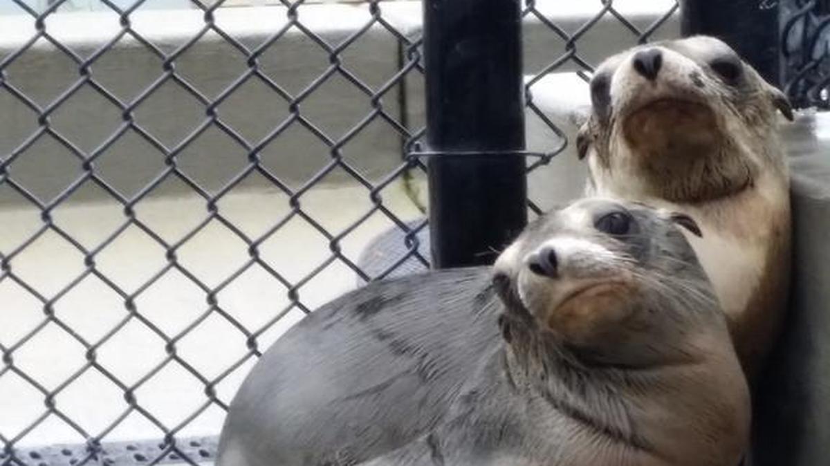 Rescued sea lions huddle in a corner at the Marine Mammal Center’s facility in Morro Bay.