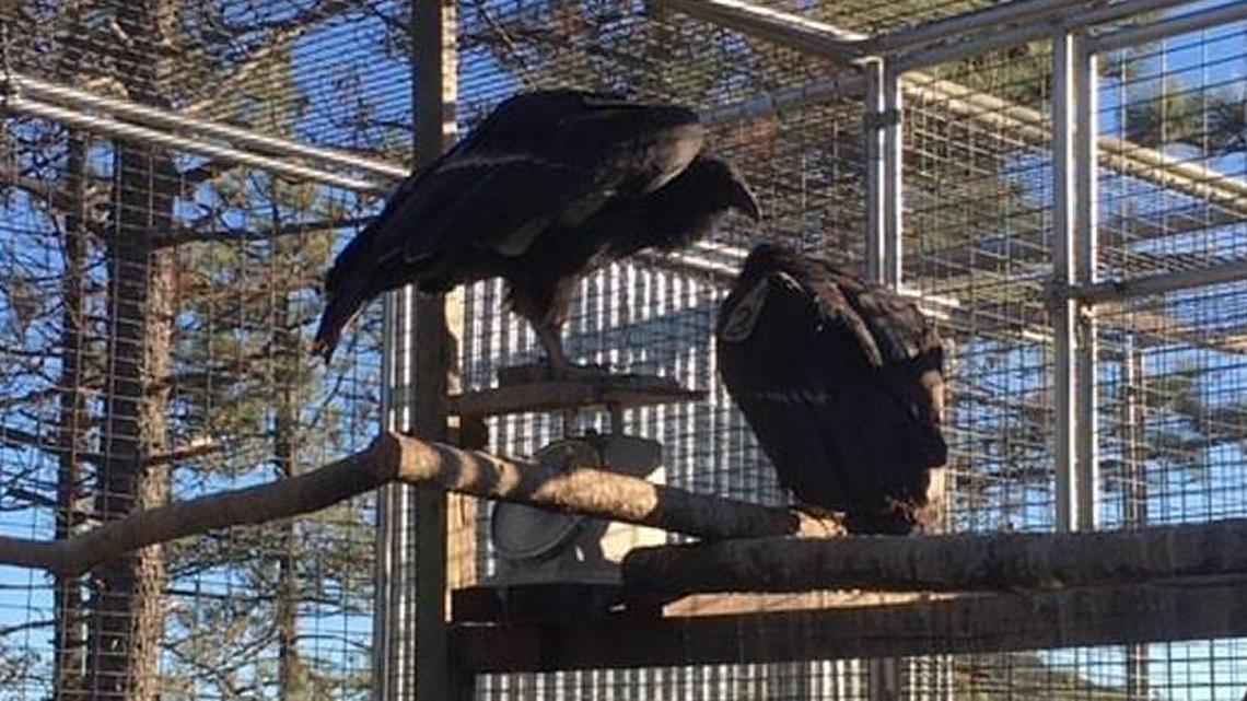 Two of the four juvenile California Condors that will soon be released above San Simeon, Tyrion (left) and Khaleesi, wait to join 10 other juveniles set free near San Simeon over the past two years.