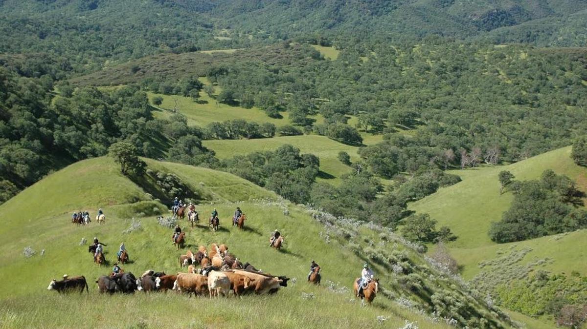 The Sinton family still runs cattle on the Avenales Ranch near Pozo in eastern San Luis Obispo County. The family negotiated an easement to preserve the 12,284-acre ranch.