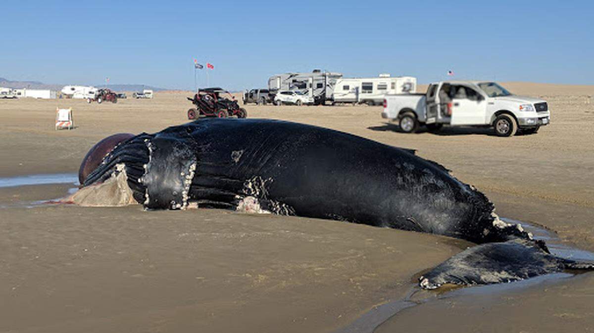 A dead humpback whale was discovered Friday morning on the beach at the Oceano Dunes.