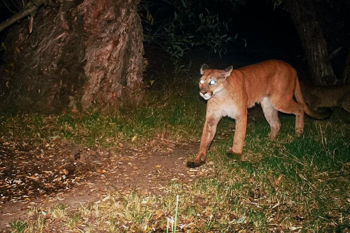 A mountain lion is captured by a wildlife camera in the Santa Margarita Ranch on Sept. 14, 2015.