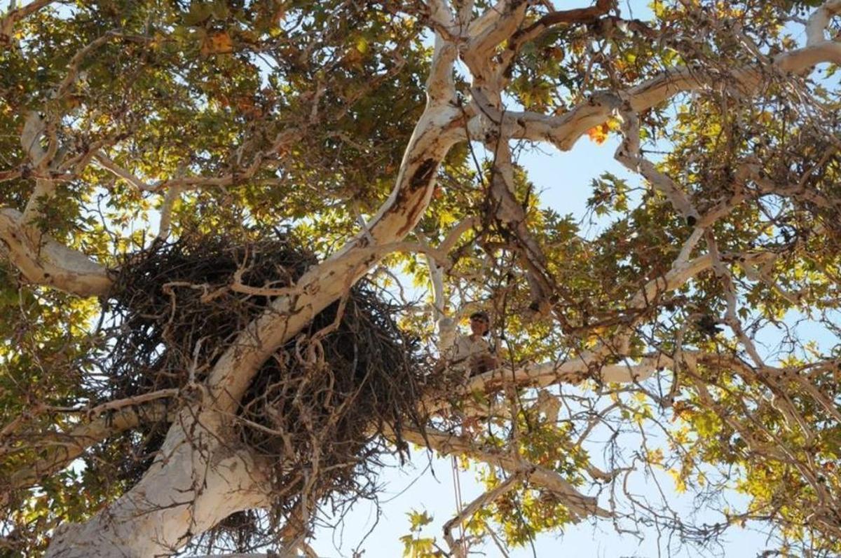 An arborist from Arbor First in Morro Bay is perched above the nest of a bald eagle pair at Camp Roberts while installing a camera that will allow the public to monitor the eagles 24 hours a day.