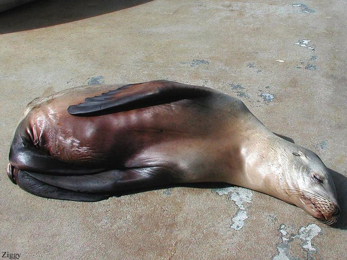 A California sea lion at The Marine Mammal Center in Sausalito displays signs of abdominal discomfort due to leptospirosis.