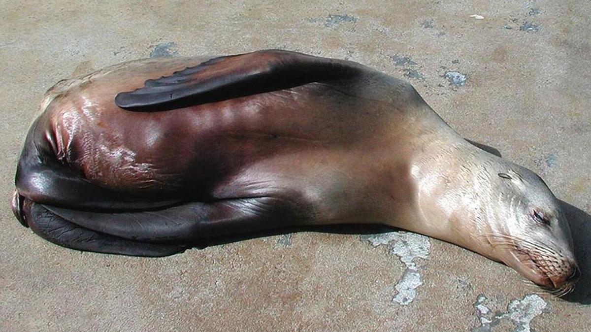 A California sea lion at The Marine Mammal Center in Sausalito displays signs of abdominal discomfort due to leptospirosis.