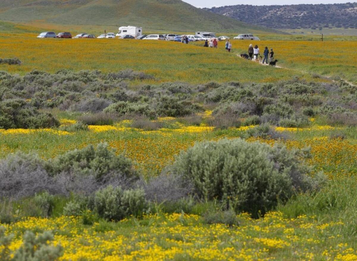 Viewers walk out to Soda Lake near the overlook viewing area on the Carrizo Plain in March 2017.