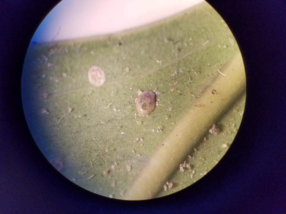 A nymph that was parasitized by a local native, microscopic, stingless wasp. The hole visible in the photo is where the wasp emerged to kill the pest whitefly.