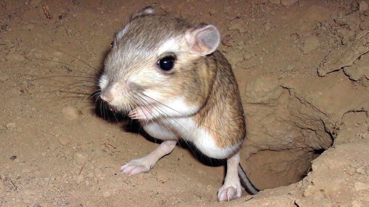 The giant kangaroo rat is a keystone species on the Carrizo Plain because of its importance to the health of the overall habitat.