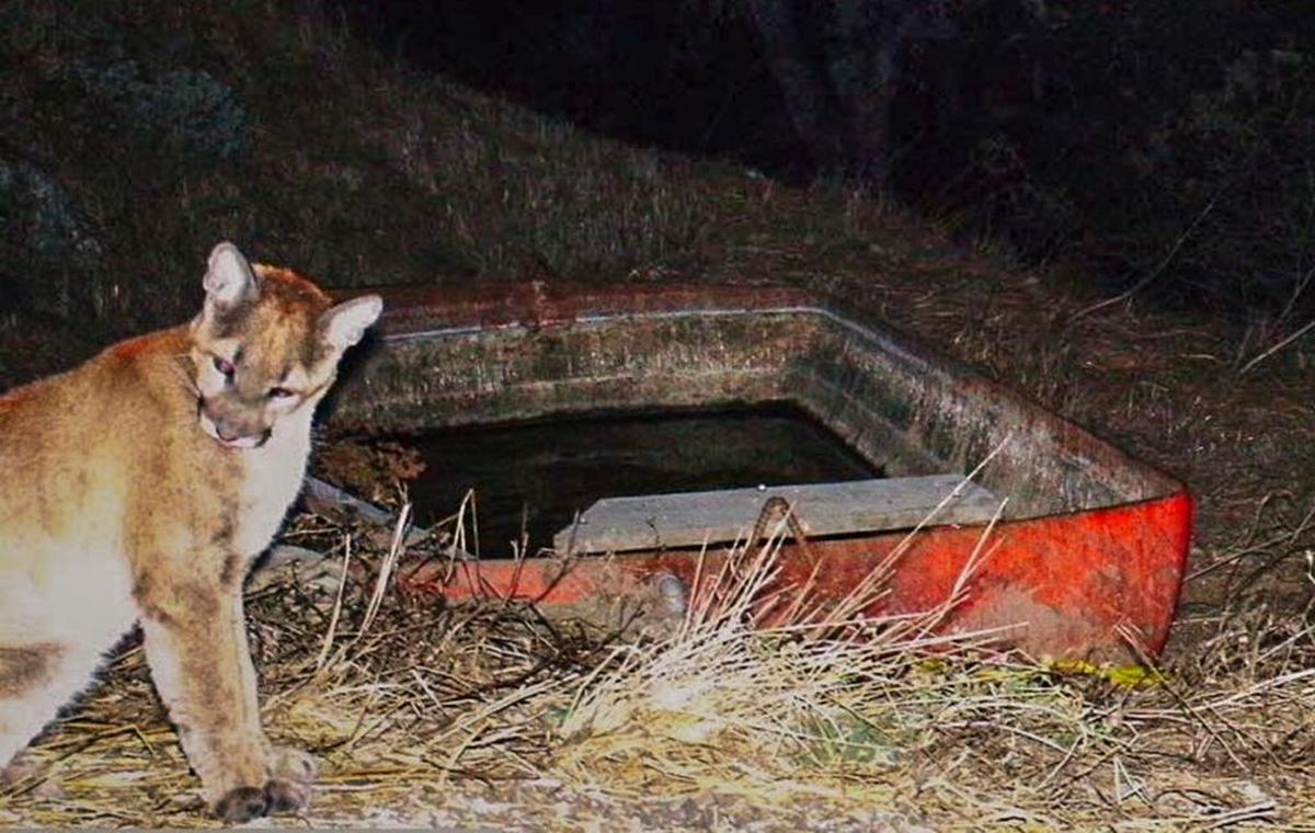 This mountain lion was photographed by a wildlife camera on the Pismo Preserve on Oct. 9, 2016.