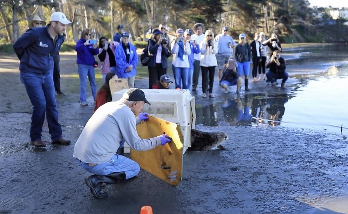 The Marine Mammal Center released Otto the sea otter back into Morro Bay on Friday, Sept. 22, 2017, after rehabilitating him in Sausalito for three months. Dr. Shawn Johnson, left, staff assistant Aliah Meza (hidden), volunteer Jim Mentgen, center, and SLO operations manager Diane Kramer (hidden) watch while Otto cautiously leaves his crate.