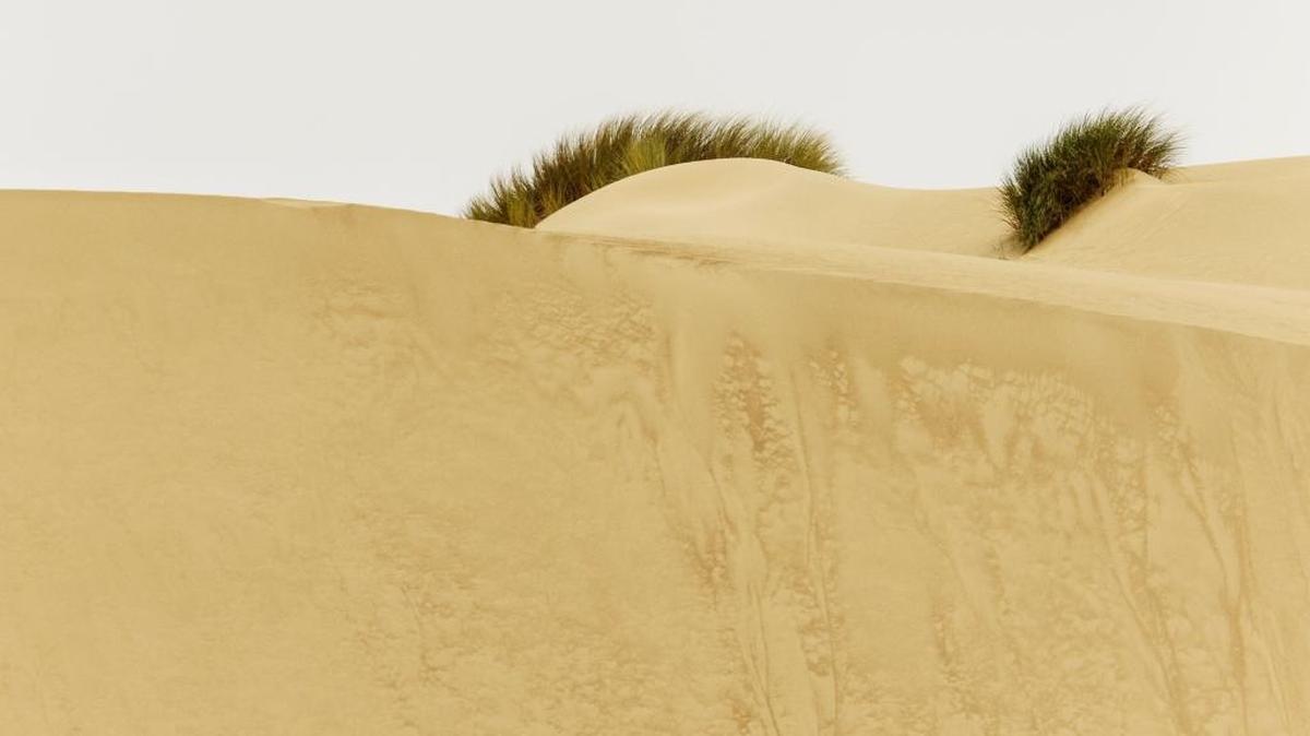 The picturesque dunes of the Guadalupe-Nipomo Dunes National Wildlife Refuge.
