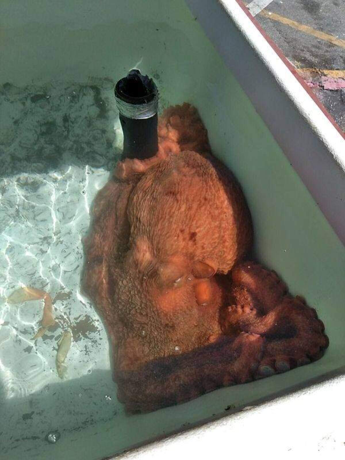 Fred the 70-pound octopus was caught by a Morro Bay fisherman but released back into the ocean by Giovanni DeGarimore.