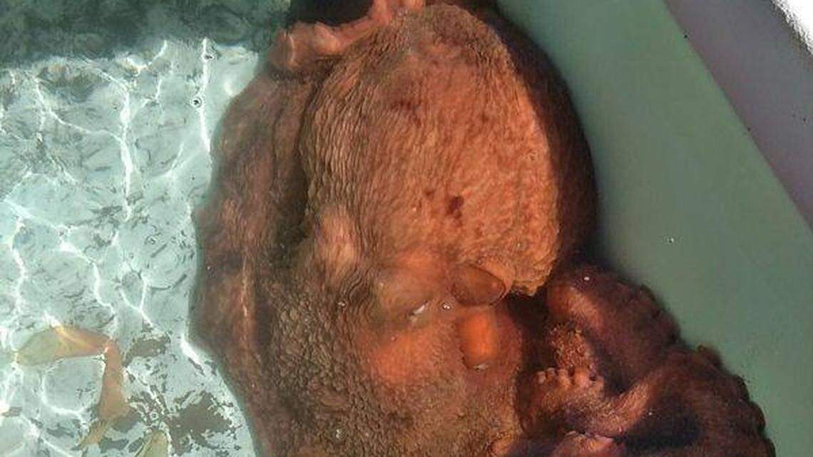 Fred the 70-pound octopus was caught by a Morro Bay fisherman but released back into the ocean by Giovanni DeGarimore.