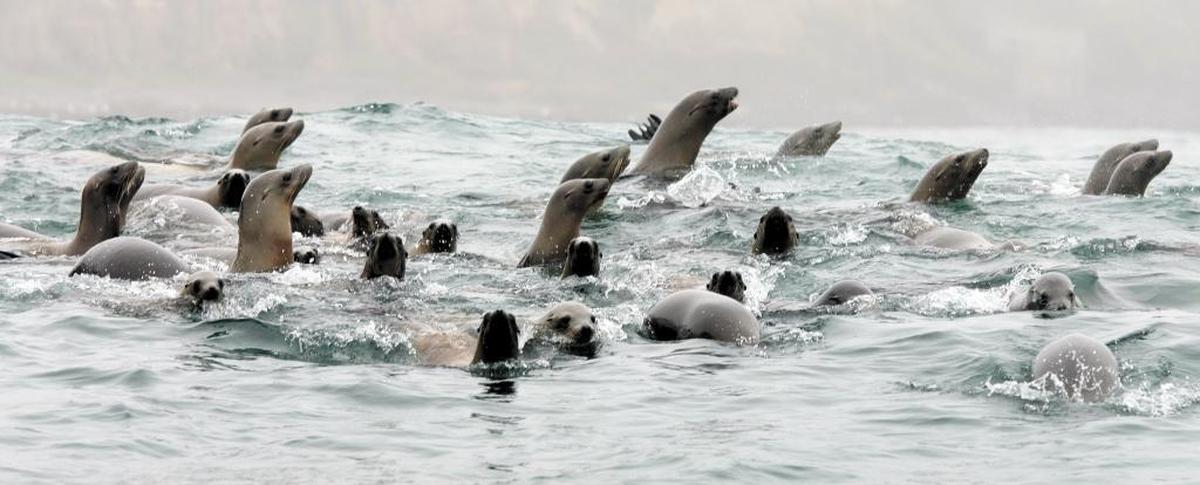 Sea lions frolic in the waters off Cambria in 2007.
