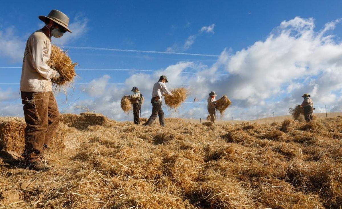 California Conservation Corps workers scatter straw as part of a revegetation project on about 20 acres at the Oceano Dunes State Vehicular Recreation Area.