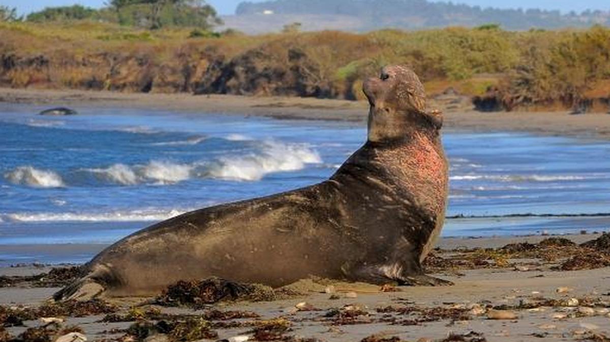 In a handout photo, C. Casey records an adult male elephant seal in Año Nuevo State Park in Pescadero, Calif. Scientists at the state park recorded calls from elephant seals up and down the social hierarchy and discovered that they may be the only mammals other than humans to rely on rhythm to recognize other members of their species.