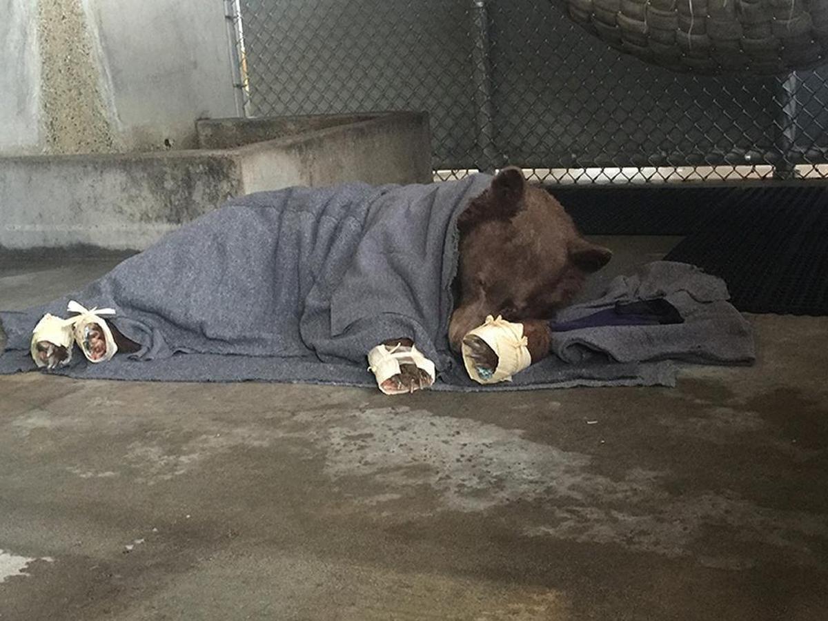 The younger bear rests in her holding enclosure after her treatment is finished. The outer wrapping on her feet (made of corn husks) will delay her efforts to chew off the tilapia skin bandages underneath.