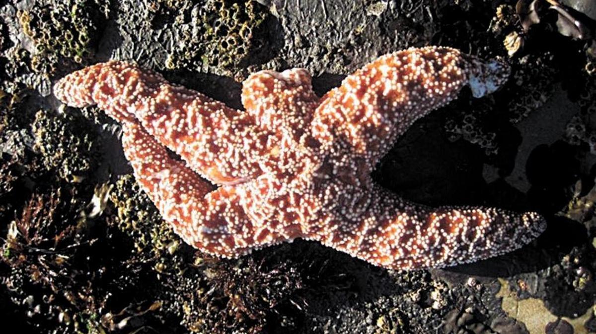 An undated file photo released by the Rocky Intertidal Lab at the UC Santa Cruz shows a sea star suffering from wasting syndrome — it’s missing one arm and has tissue damage to another. The affliction causes white lesions to develop, which can spread and turn the animals into “goo.” It has killed up to 95 percent of a particular species of sea star in some tide pool populations.
