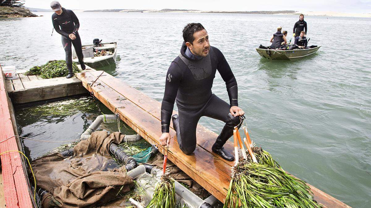 Tommy Valencia, center, loads up his boat with bundles of eelgrass, which he and other divers will replanted in various locations around Morro Bay in 2014. A new Cal Poly study shows water quality conditions in some parts of the Morro Bay estuary could be the driving factor in preventing eelgrass recovery.