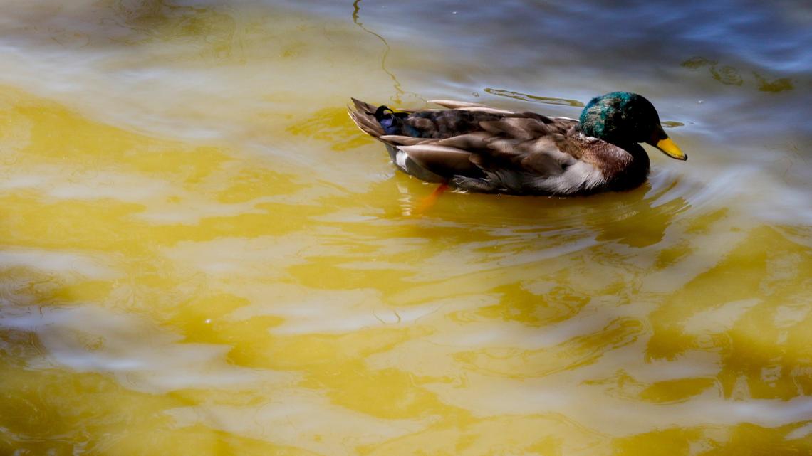 A mallard duck paddles in the murky water of Laguna Lake in San Luis Obispo. Toxic blue-green algae has been found in the lake and the city is warning people against coming in contact with it.
