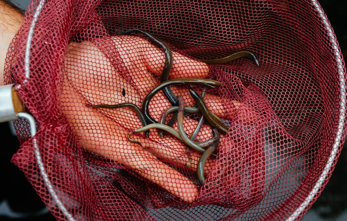 Pacific lamprey larva are abundant in the San Luis Obispo Creek, where the filter feeders improve water quality.