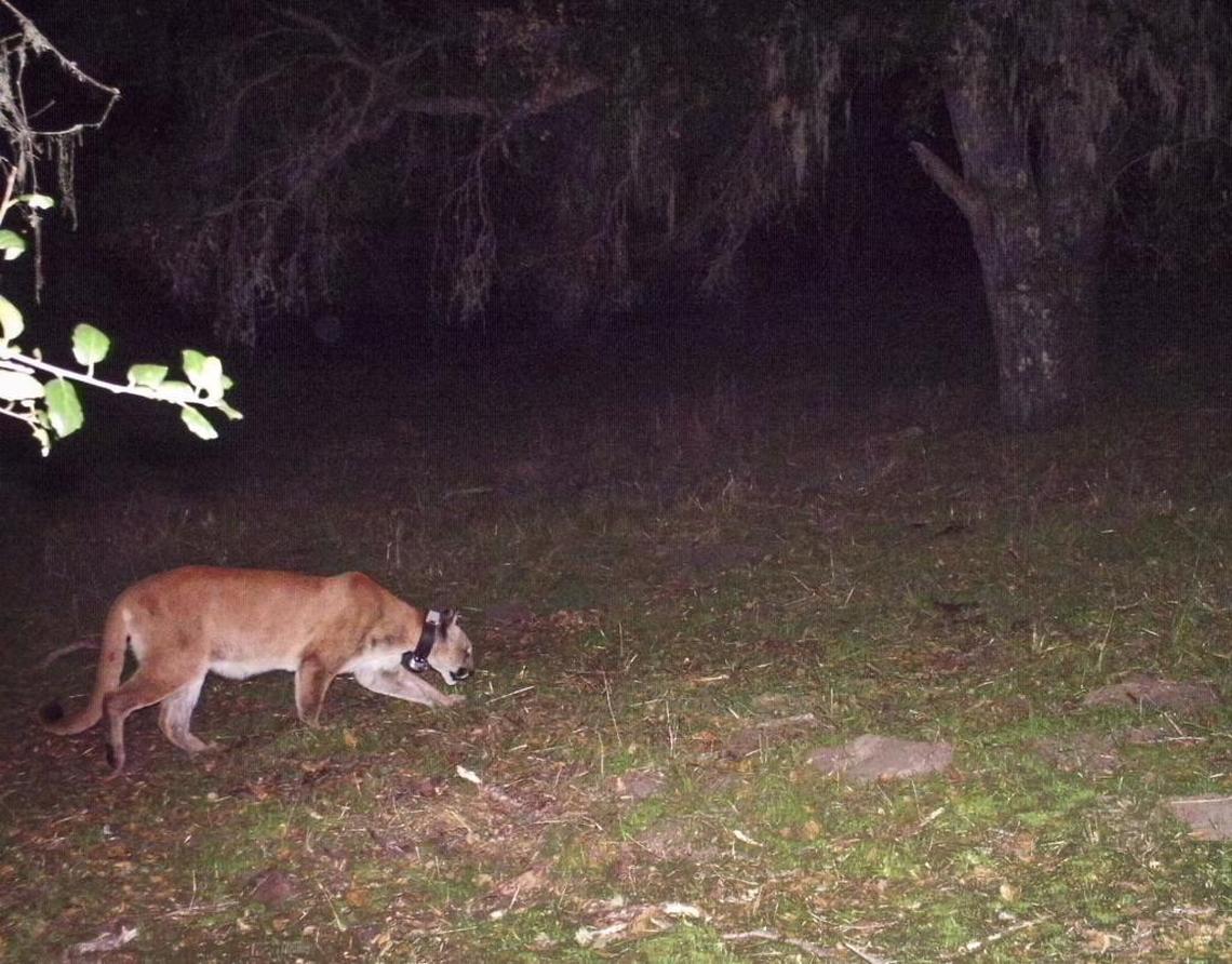 SM1, the mountain lion that Justin Dellinger caught and collared near Pozo, is captured by a wildlife camera placed as part of the Land Conservancy of SLO County’s Learning Among the Oaks Program at Santa Margarita Ranch.