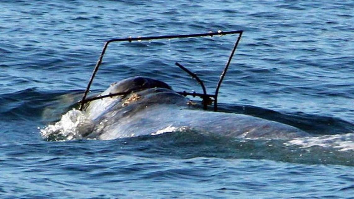 In this photo provided by Capt. Dave’s Dolphin and Whale Safari, a gray whale is caught in a metal frame off the coast at Dana Point on Saturday, April 1. It was more recently spotted off the coast of Piedras Blancas.