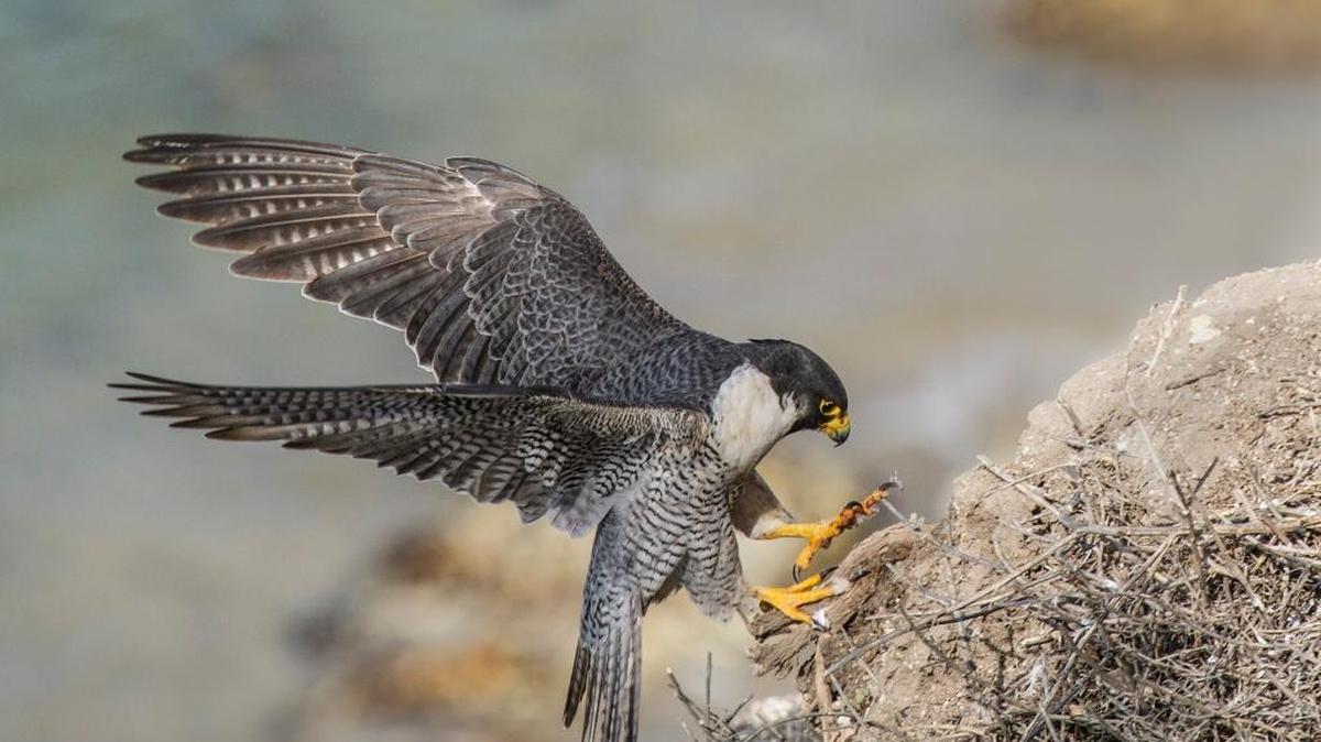 An adult peregrine falcon alights in Pismo Beach.