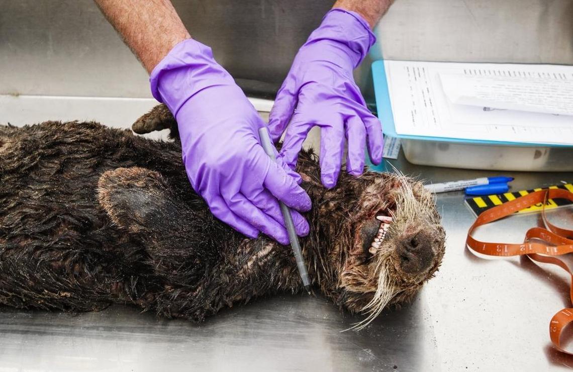 Mike Harris, a sea otter biologist with the California Department of Fish and Wildlife, examines an otter killed by great a white shark in July 2016.