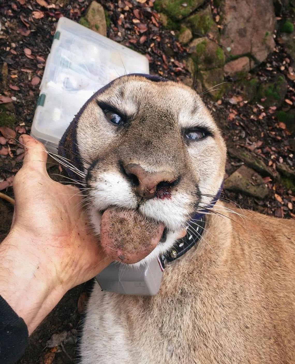 Justin Dellinger holds the head of a male mountain lion he caught and collared in Pozo.
