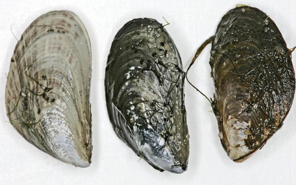 Quagga mussels approach an inch in length and can vary in color, as these 2006 examples from Lake Michigan illustrate. Quagga and zebra mussels are native to Russia and Ukraine and are believed to have arrived in the U.S. in the 1980s aboard ships that released ballast water into the Great Lakes.