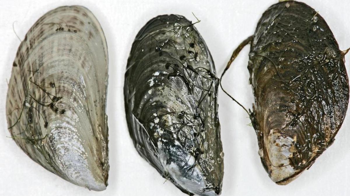 Quagga mussels approach an inch in length and can vary in color, as these 2006 examples from Lake Michigan illustrate. Quagga and zebra mussels are native to Russia and Ukraine and are believed to have arrived in the U.S. in the 1980s aboard ships that released ballast water into the Great Lakes.