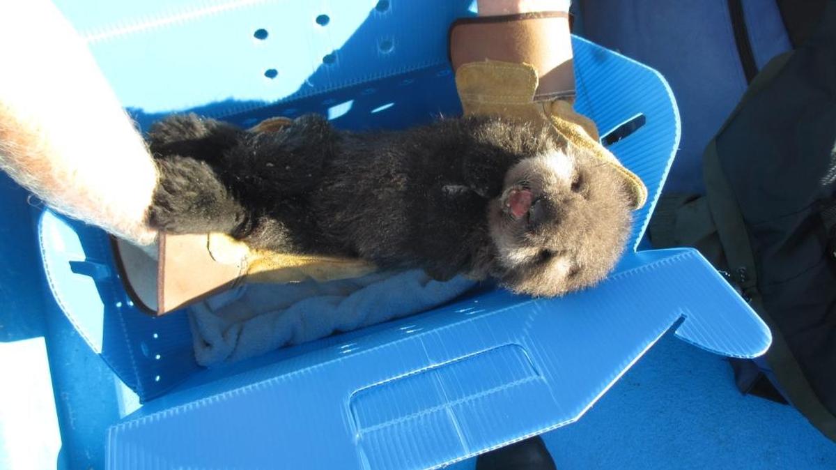 An abandoned baby otter was found on the beach at the Morro Bay sandspit on Oct. 19. The malnourished animal is being nurtured back to health at the Monterey Bay Aquarium.