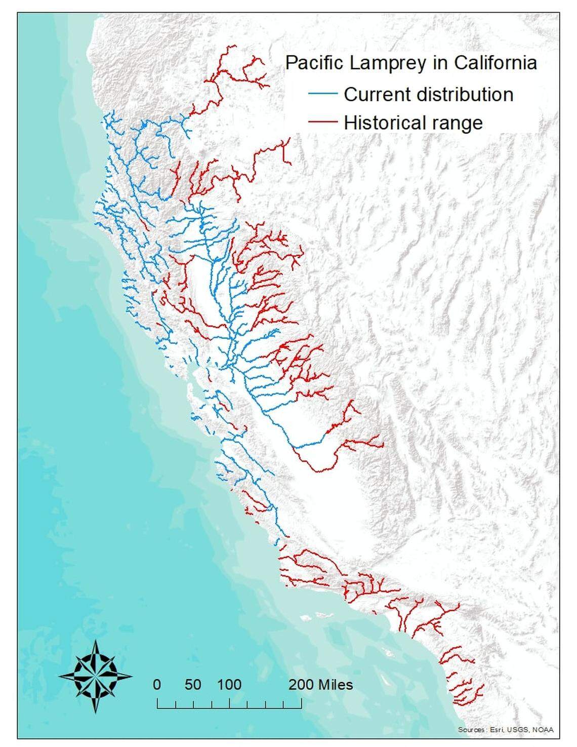 Pacific lampreys currently occupy about half of their historical habitat in California and San Luis Obispo Creek is the southern most population. Their historic range, shown in red, at one time stretched from Alaska south to northern Baja.
