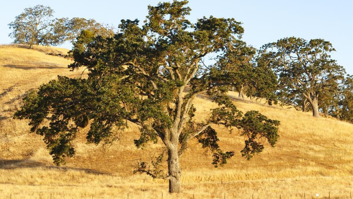 Oak trees as pictured in June 2016 shortly after sunrise on the Spanish Oaks ranch next to Highway 101.