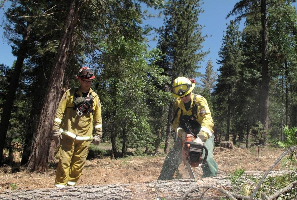 In this June 6, 2016, firefighters with the California Department of Forestry and Fire Protection remove dead trees near Cressman. Years of drought and a bark beetle epidemic have killed more than 129 million trees as of December 2017.