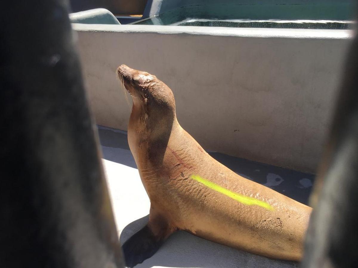 One of the sea lions sickened by domoic acid poisoning rescued by the Marine Mammal Center at the Oceano Dunes on Monday. On Saturday, a veterinarian will give the sea lion an examination to determine its sex and age. The sea lions are being treated with anti-seizure medication while they rehabilitate.