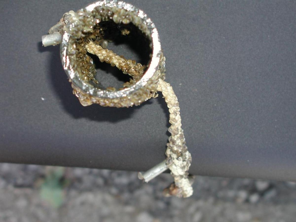 This piece of pipe shows the result of one month’s exposure in quagga-infested water. The mussels attach to the insides and outsides of pipes and can choke off water flow.