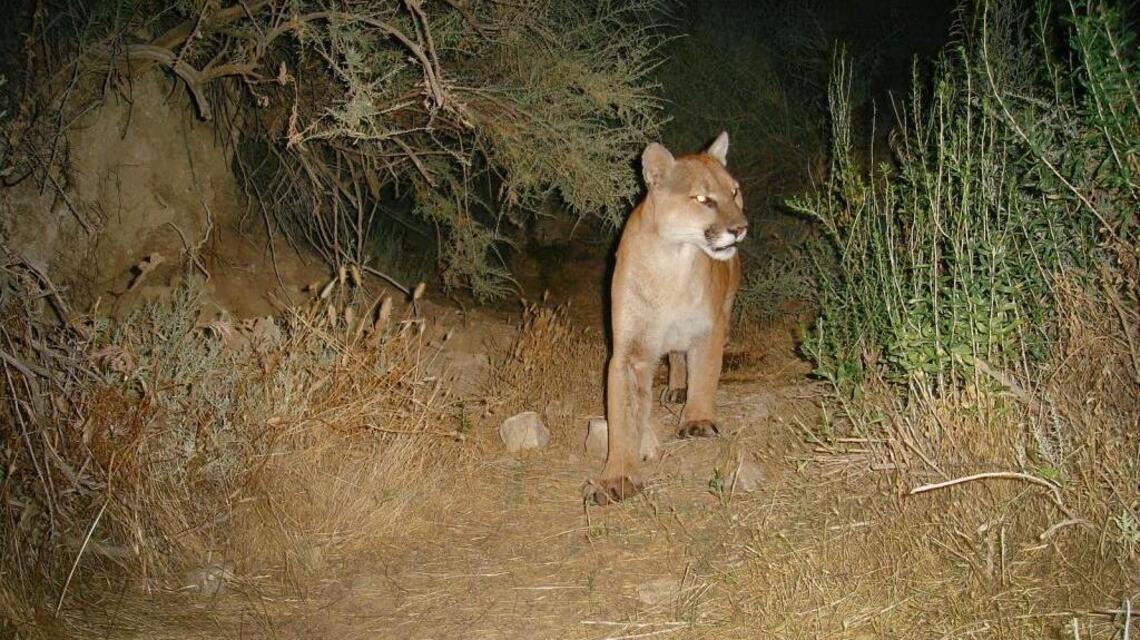 SLO County is mountain lion country, and they’re literally knocking on our front door