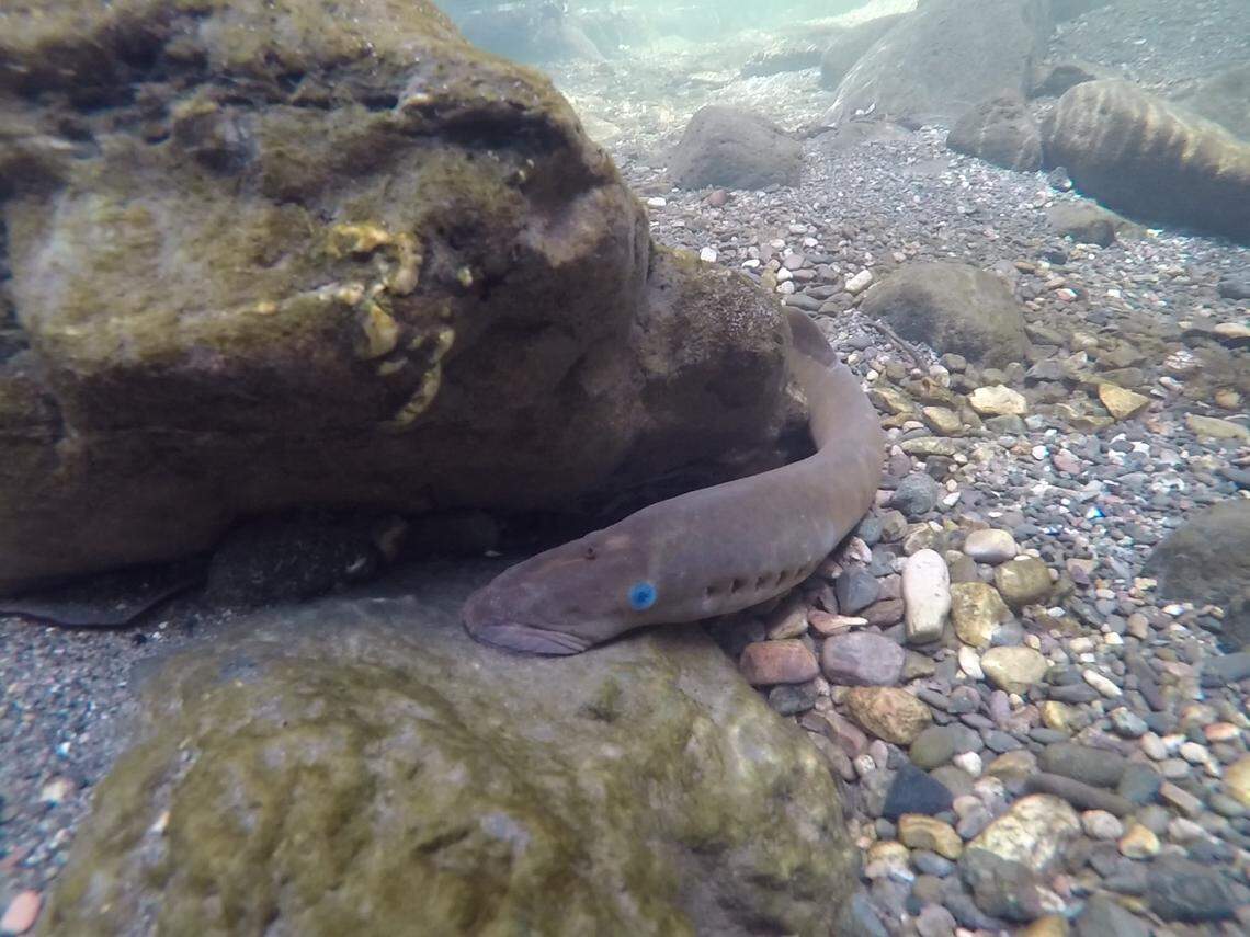 After feeding on fish for two or three years in the ocean, Pacific lampreys return to freshwater streams to spawn. This lamprey is shown building a nest, called a redd, in small gravel of the San Luis Obispo Creek.