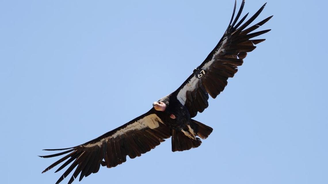 A California condor takes flight in the Ventana Wilderness east of Big Sur. A new bill aims to create a 400-mile National Condor Recreation Trail from Los Angeles to Monterey counties.