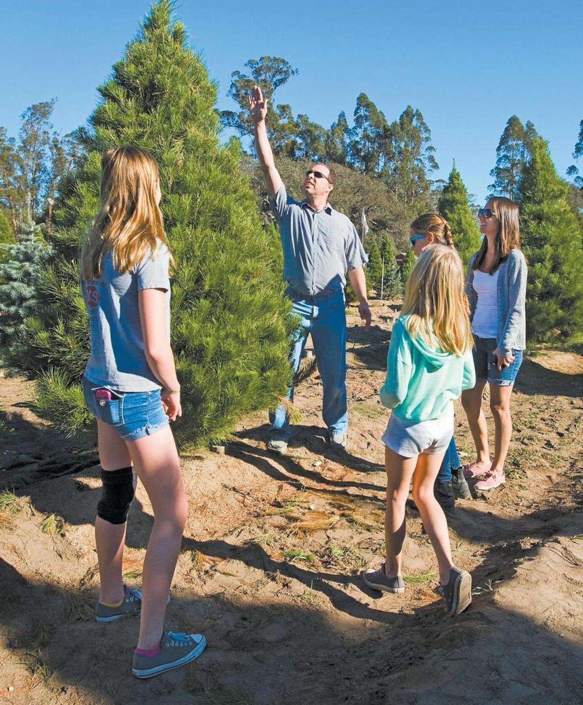 Gerrit Berg helps gauge the height of a Christmas tree while shopping with his wife, Kimberly, right, and their daughters Abigail, Haley and Emily at Holloway's Christmas Tree Farm in Nipomo in 2014.