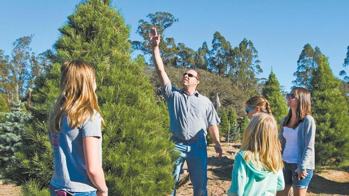 Gerrit Berg helps gauge the height of a Christmas tree while shopping with his wife, Kimberly, right, and their daughters Abigail, Haley and Emily at Holloway’s Christmas Tree Farm in Nipomo in 2014.