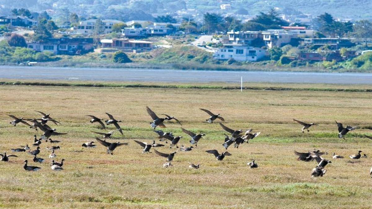 Land in the salt marsh between Morro Bay and Los Osos in 2013.