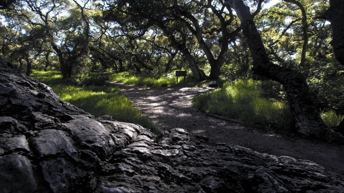 A stroll Sunday, Jan. 29, 2017, through the Los Osos Oaks State Natural Reserve offers a view of native plants and evidence of Chumash habitation.