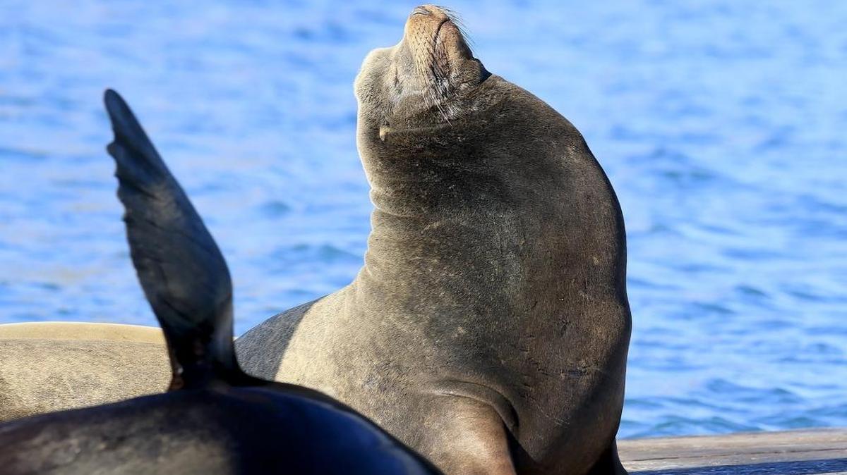 A large bull sea lion sits proudly on the deck.