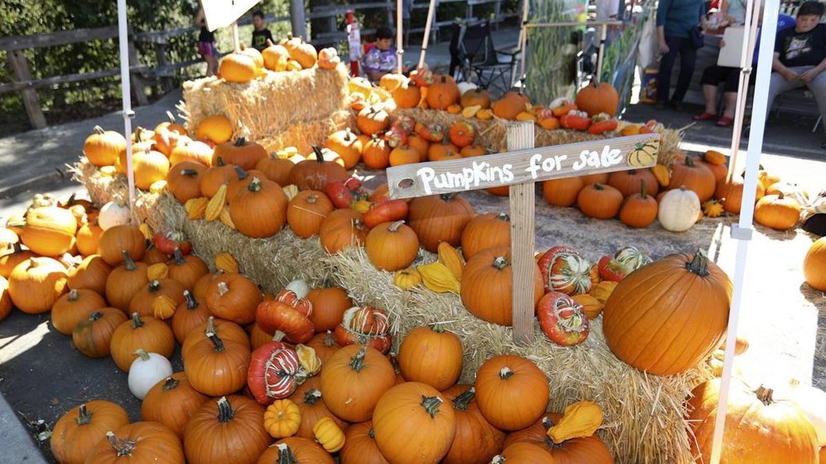 The 81 annual Arroyo Grande Valley Harvest Festival will be held in Arroyo Grande, Friday.