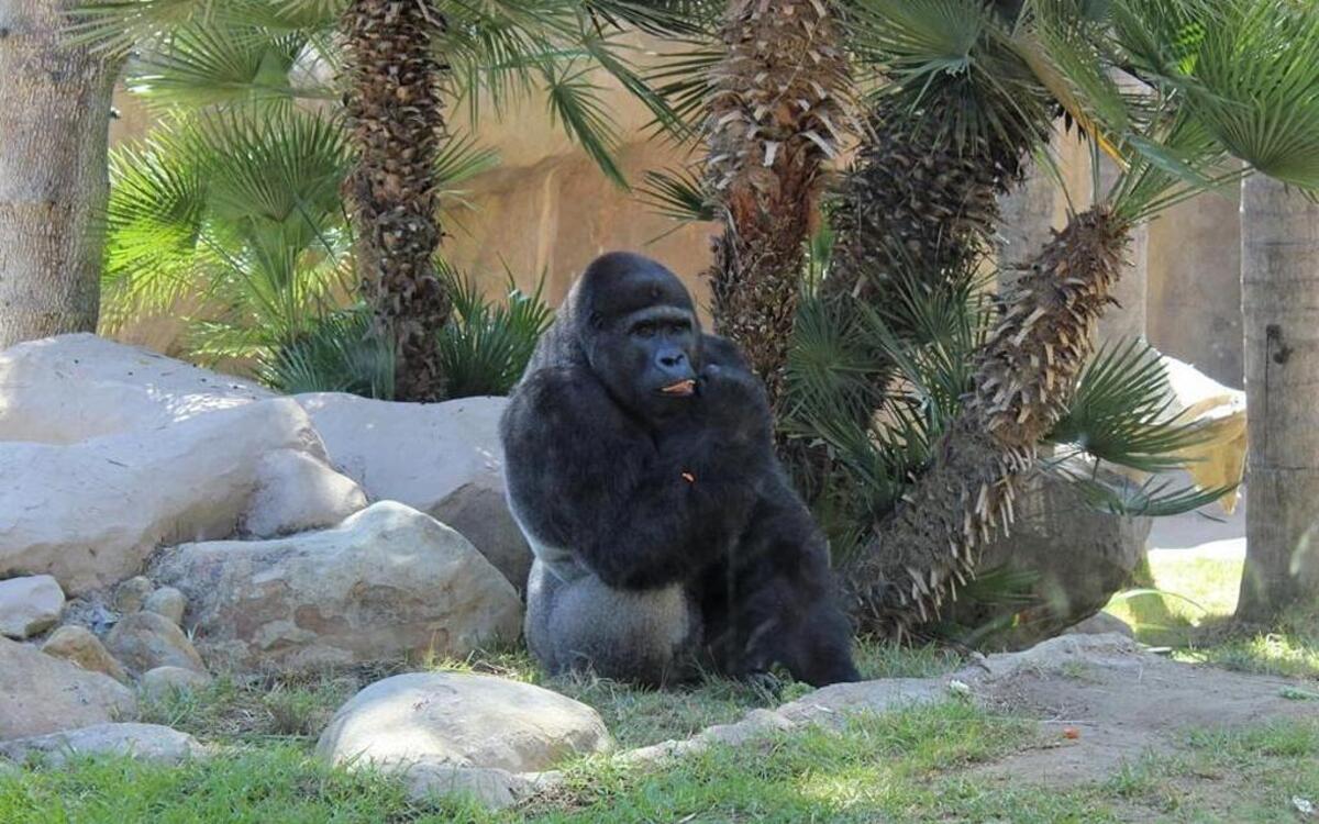 Nzinga, 18, is the dominant male of the pair of silverback western lowland gorillas recently brought to the Santa Barbara Zoo. He arrived from Brownsville, Texas, with his 12-year-old brother, Bangori.