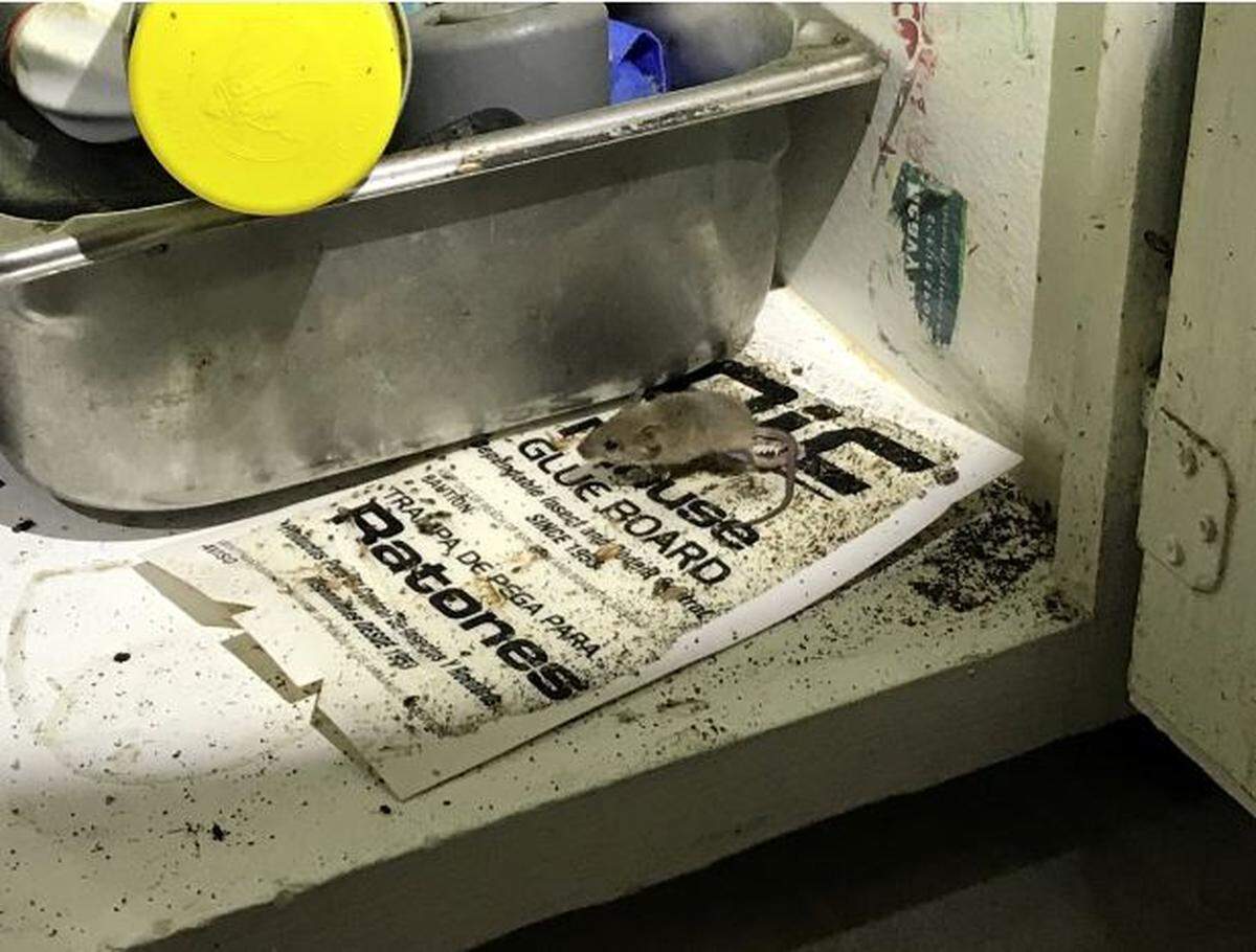 A mouse was found on a trap under a kitchen sink in a Grand View Apartments unit. Tenants who lived at the complex said they lived with rodent, bedbug and cockroach infestations for years.