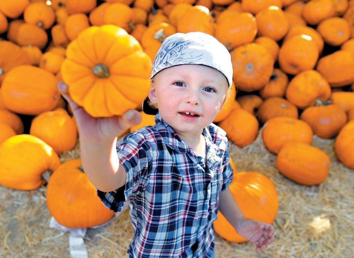 Brock Chaney, 2, from Grover Beach shows off his pumpkin at Avila Valley Barn in San Luis Obispo.