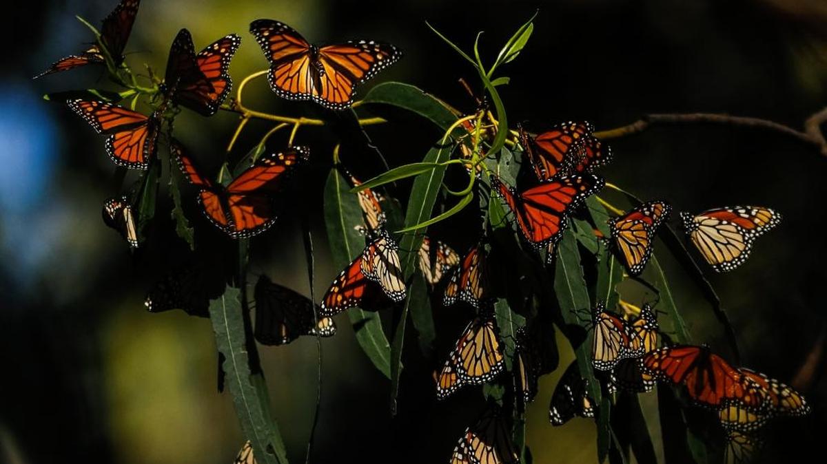 The butterflies are back at the Pismo Beach Monarch Butterfly Grove. Docent talks are held at 11 a.m. and 2 p.m. Sunday.